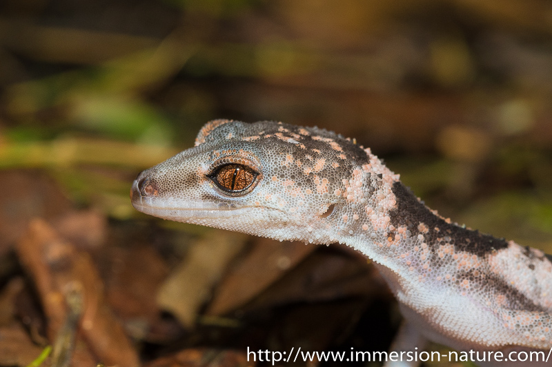 Goniurosaurus splendens